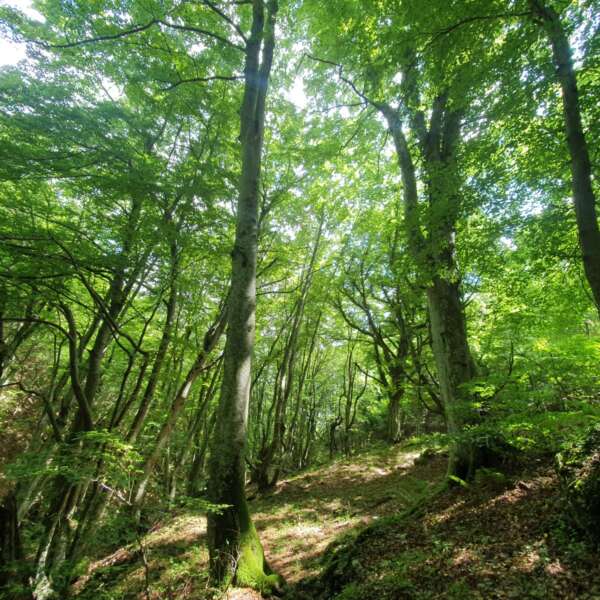 VALLE SCUROSA, DAL BOSCO ALLA FAGGETA VETUSTA